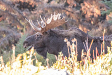 Load image into Gallery viewer, Moose Print – Moose Elk Animal Wall Art | Yellowstone National Park Wildlife Nature Decor &amp; Gift Ideas
