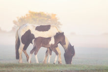 Load image into Gallery viewer, Foal and Pony Equine wall art  | Dartmoor Wildlife Photography, Horse wall art - Home Decor Gifts
