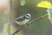 Load image into Gallery viewer, Eurasian Blue Tit Bird Print – Devon Wildlife Wall Art | Avian Nature Photography

