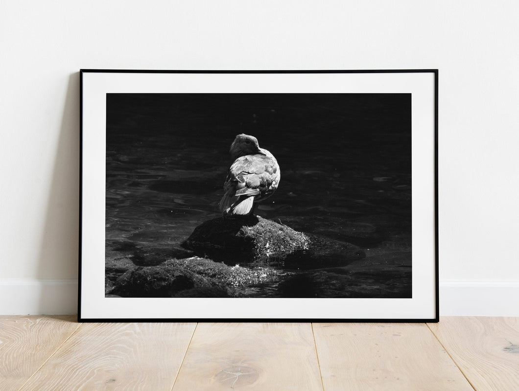 Duck Fine Art Print – Dart Estuary Bird Photography | British Nature Decor & Gift Idea