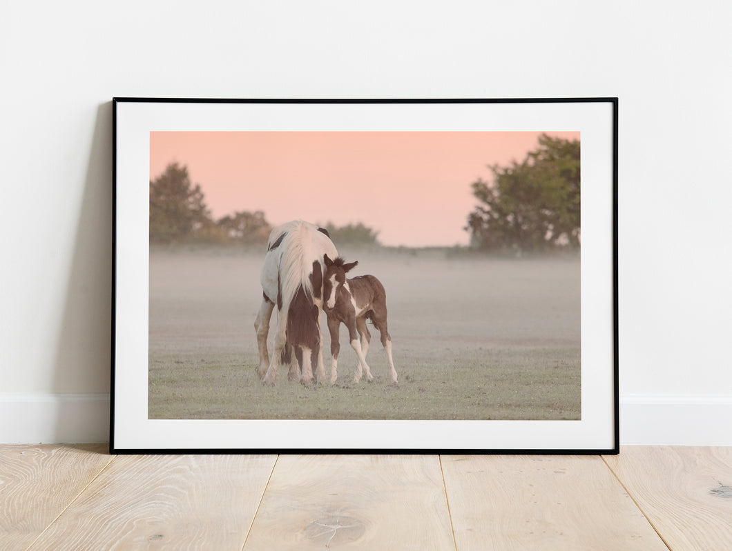 Devon Foal and Horse Equine wall art  | Dartmoor Wildlife Photography, Pony wall art - Home Decor Gifts