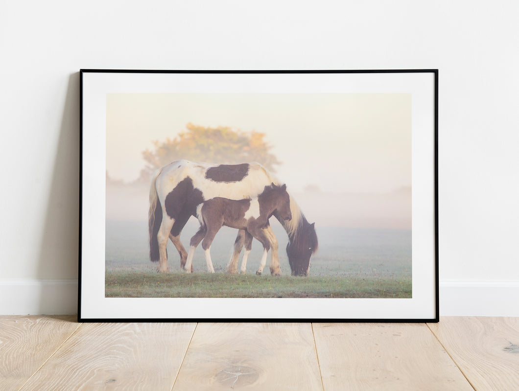 Foal and Pony Equine wall art  | Dartmoor Wildlife Photography, Horse wall art - Home Decor Gifts
