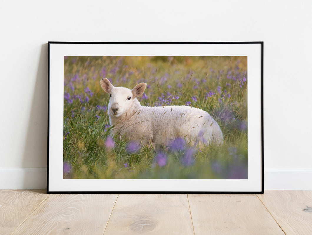 Dartmoor Lamb Bluebells | Emsworthy Wildflower Livestock Sheep wall art - Home Decor Gifts