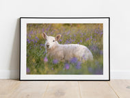 Dartmoor Lamb Bluebells Emsworthy Mire Devon Wildlife Wall Art | Spring Photography Print