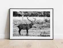 Load image into Gallery viewer, Stag Print at Richmond Park | Deer pictures for Sale, Red Deer Photography Decor Gifts
