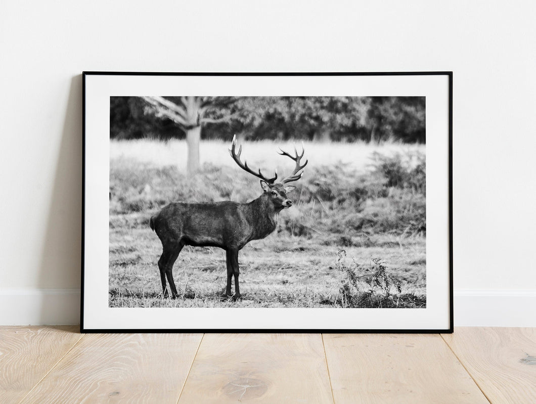 Stag Print at Richmond Park | Deer pictures for Sale, Red Deer Photography Decor Gifts