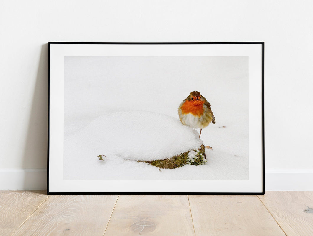 Wildlife Prints | Robin Bird wall art, Animal Snow Prints- Home Decor Gifts