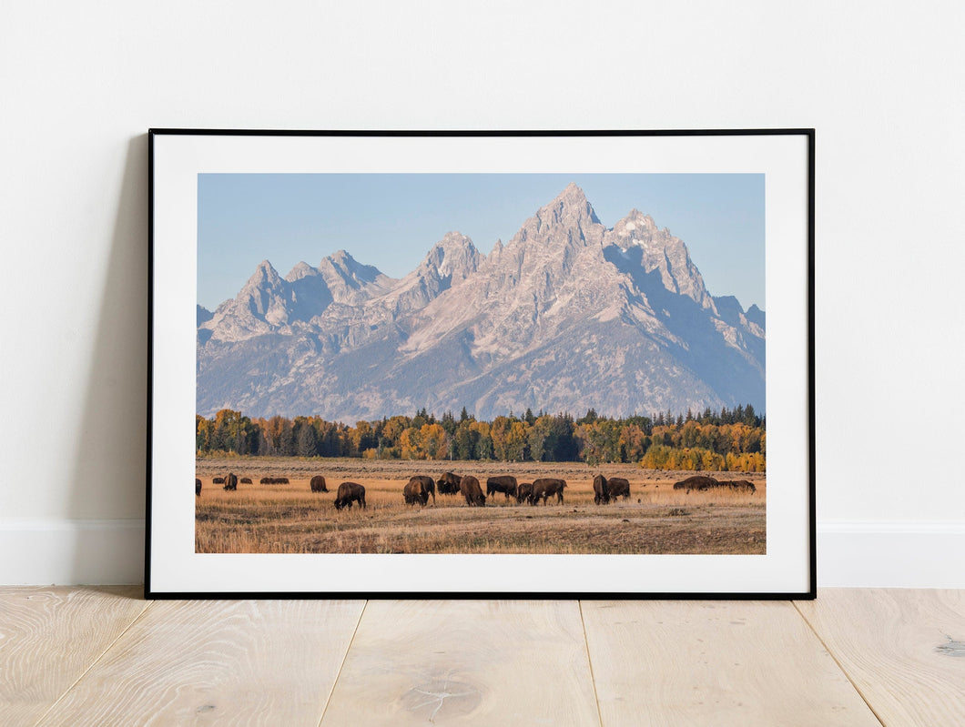 Bison Herd Wall Art – Buffalo Grand Teton | Yellowstone National Park Wildlife Nature Decor & Gift Ideas