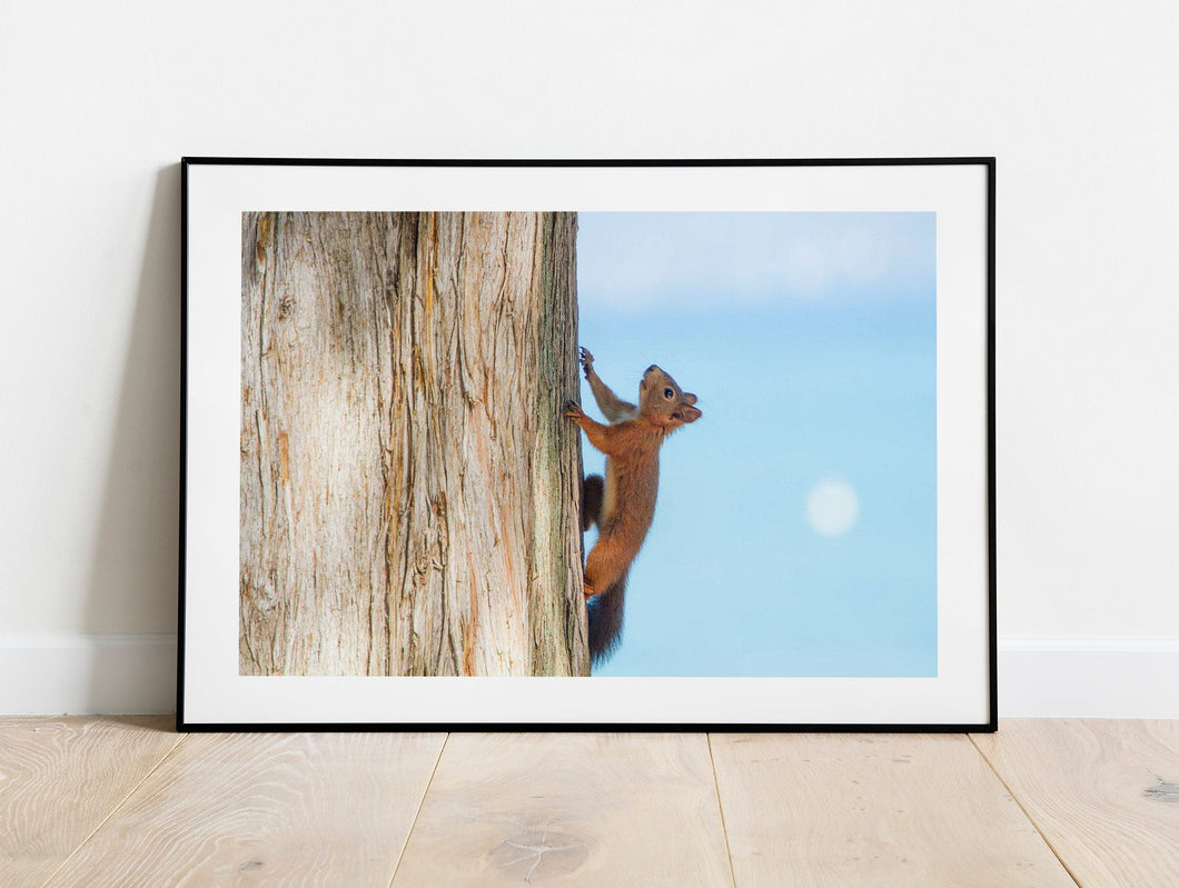 Wildlife Prints | a Red Squirrel at Lake Garda, Animal art for Sale - Home Decor Gifts