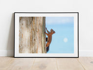 Wildlife Prints | a Red Squirrel at Lake Garda, Animal art for Sale - Home Decor Gifts