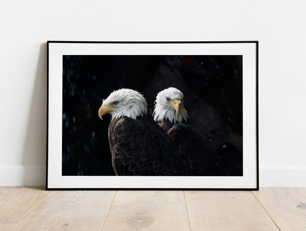 Bald Eagle Wall Art – Yellowstone Bird Photography | Bird of Prey Hawk Nature Decor & Gift Idea