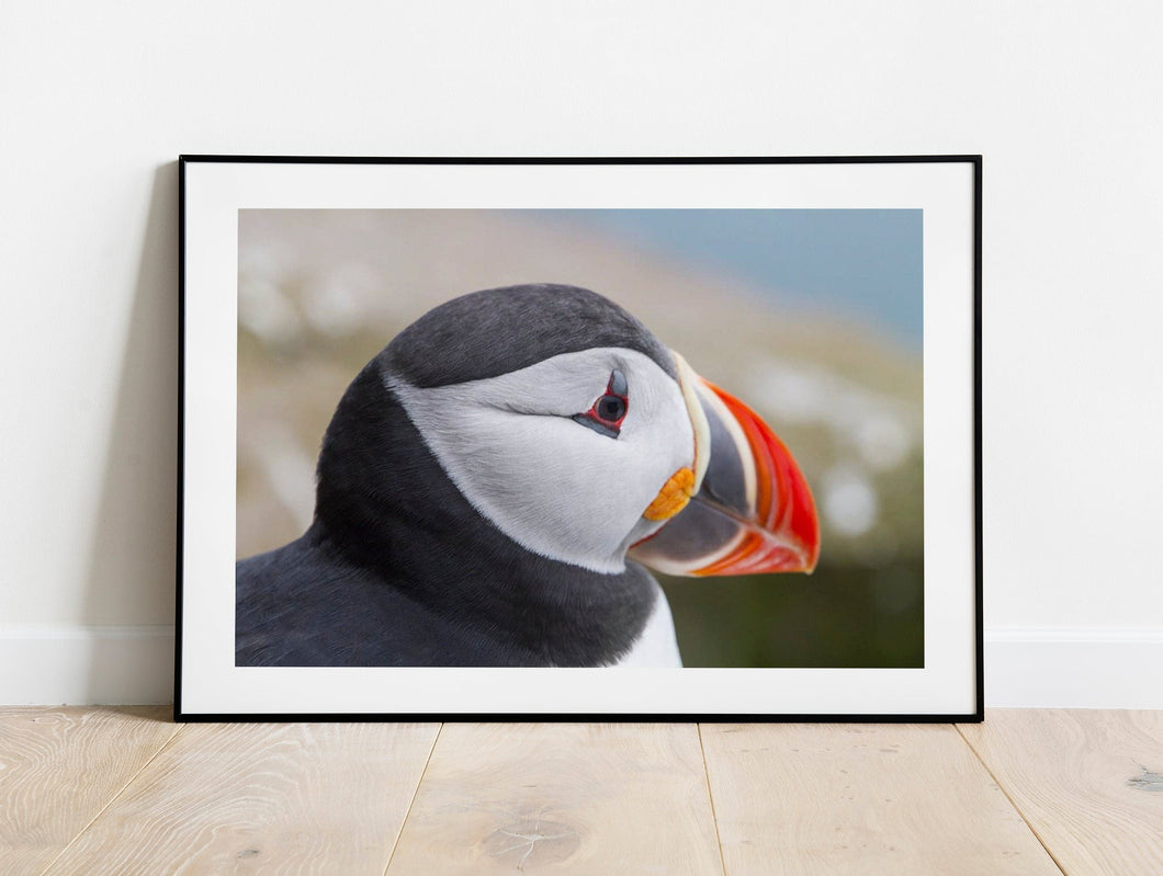 Iceland Puffin Print | Wildlife Photography, Icelandic animal art - Home Decor Prints