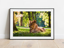 Load image into Gallery viewer, Wildlife Prints of a Lioness Resting in the Sun, Animal art for Sale, Lion Home Decor Gifts
