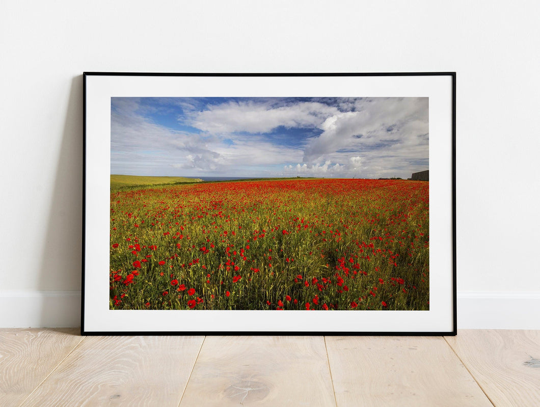 Wildflower Prints of Poly Joke | Poppy Field Photography for Sale, Cornwall Landscape Prints