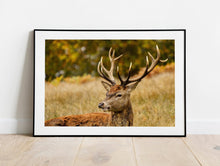 Load image into Gallery viewer, Stag Print | Richmond Park Wildlife Photography, Red Deer - Home Decor Gifts
