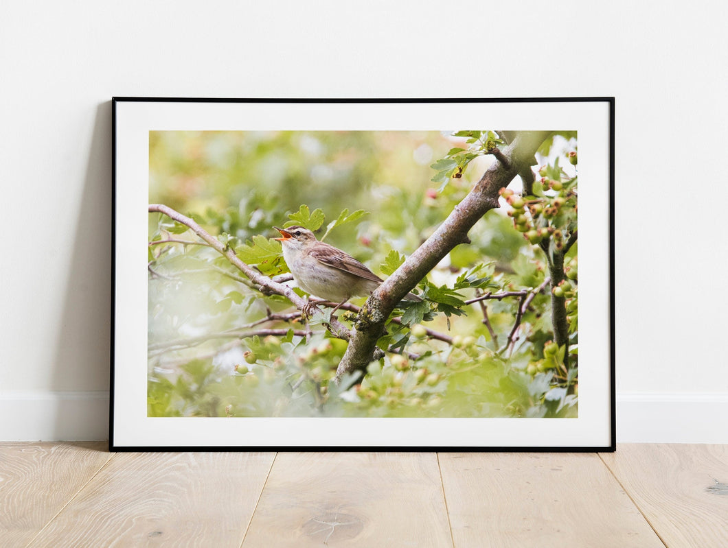 Reed Warbler Bird Prints | Wiltshire Kennet & Avon Canal Nature Photography  - Home Decor Gifts Wall