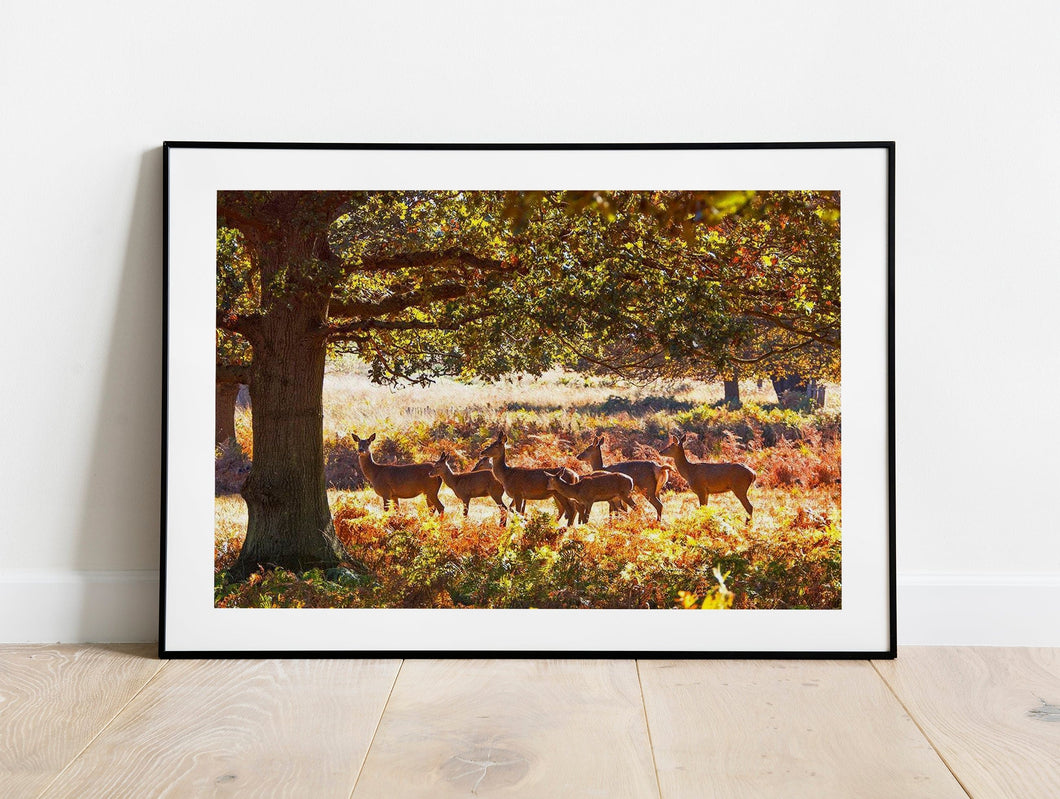 Deer Print | Richmond Park Photography, Wildlife Wall Art, Red Deer Photography