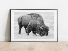 Load image into Gallery viewer, Bison Fine Art Print – Buffalo Black and White Animal Wall Art | Yellowstone National Park Wildlife Nature Decor &amp; Gift Ideas
