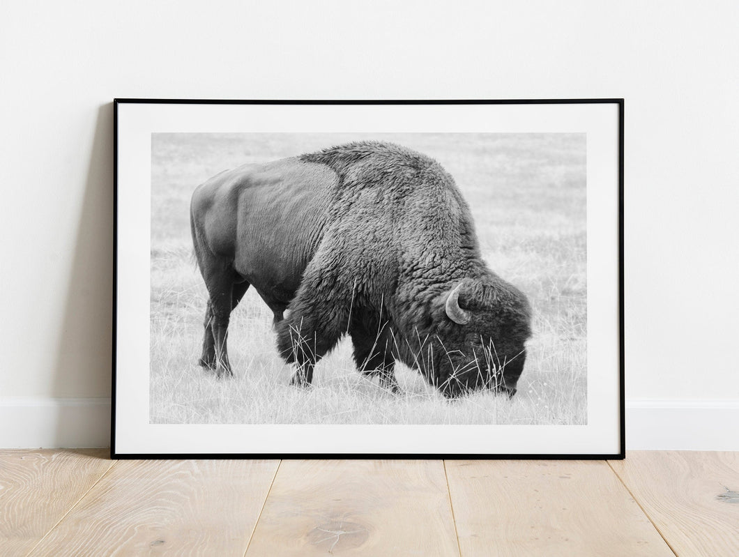 Bison Fine Art Print – Buffalo Black and White Animal Wall Art | Yellowstone National Park Wildlife Nature Decor & Gift Ideas