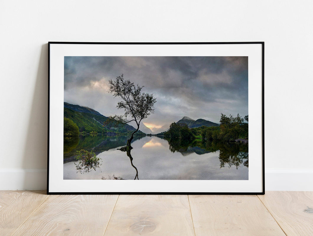 North Wales photography of The Lone Tree | Llanberis wall art - Home Decor Gifts