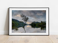Llyn Padarn Lone Tree, Llanberis, Snowdonia | North Wales Landscape Photography Print