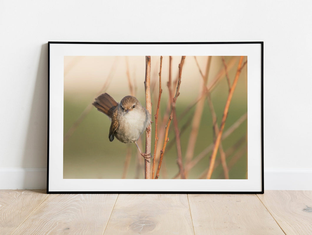 Cetti's Warbler Bird Print – Slapton Ley Devon | Reed Warbler Nature Photography Wall Art | Home Decor & Gift Idea