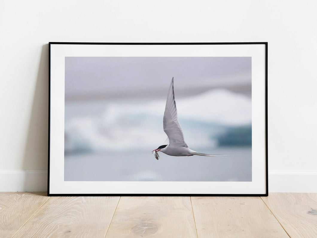 Icelandic Wildlife Print | Seagull Print of an Arctic Tern, Animal art for Sale Home Decor