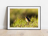 Stonechat, Loch Etive, Scottish Highlands | Wildlife Photography Print