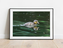 Load image into Gallery viewer, A Duckling on the River Dart | South Devon Duck Bird Nature Photography  - Home Decor Gifts Wall
