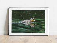 Duckling on the River Dart South Devon Wildlife Photography Print