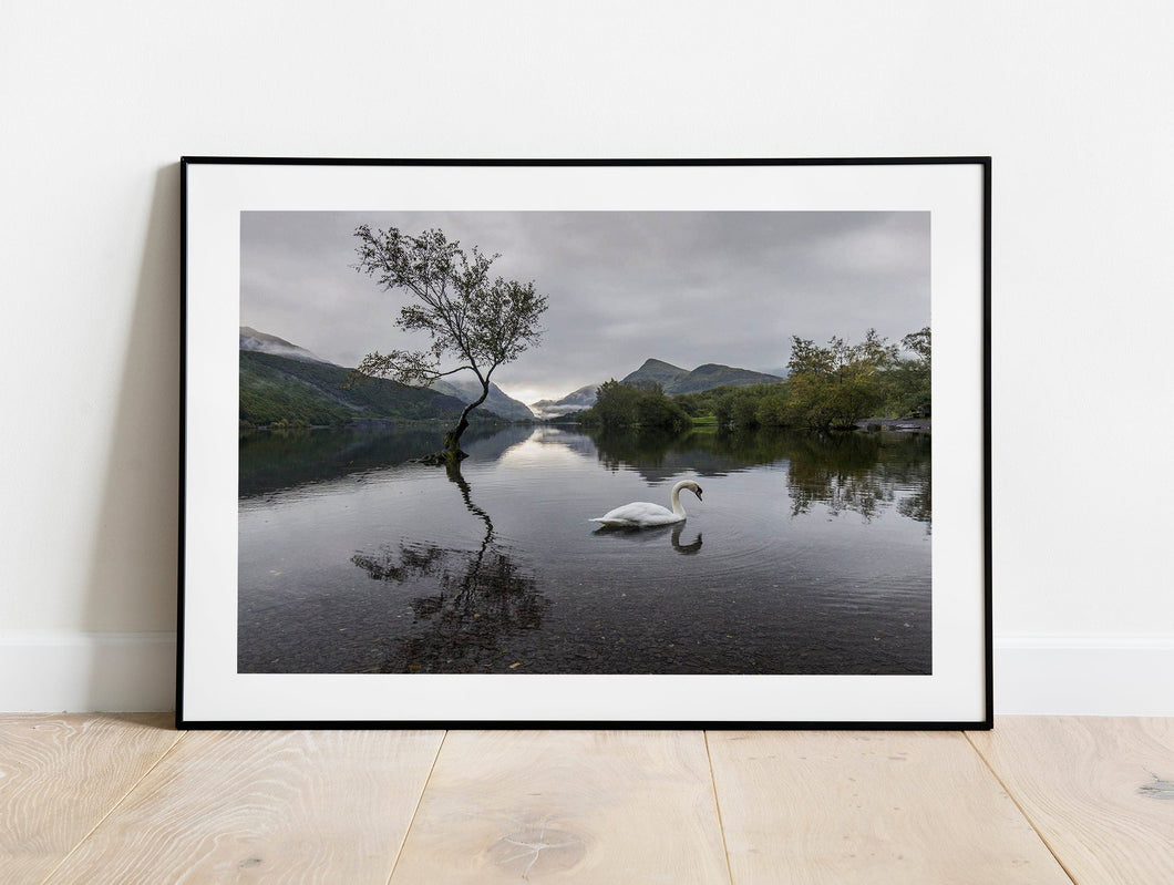 Llanberis Lone Tree Prints | Snowdonian art, Llyn Padarn Mountain Photography - Home Decor