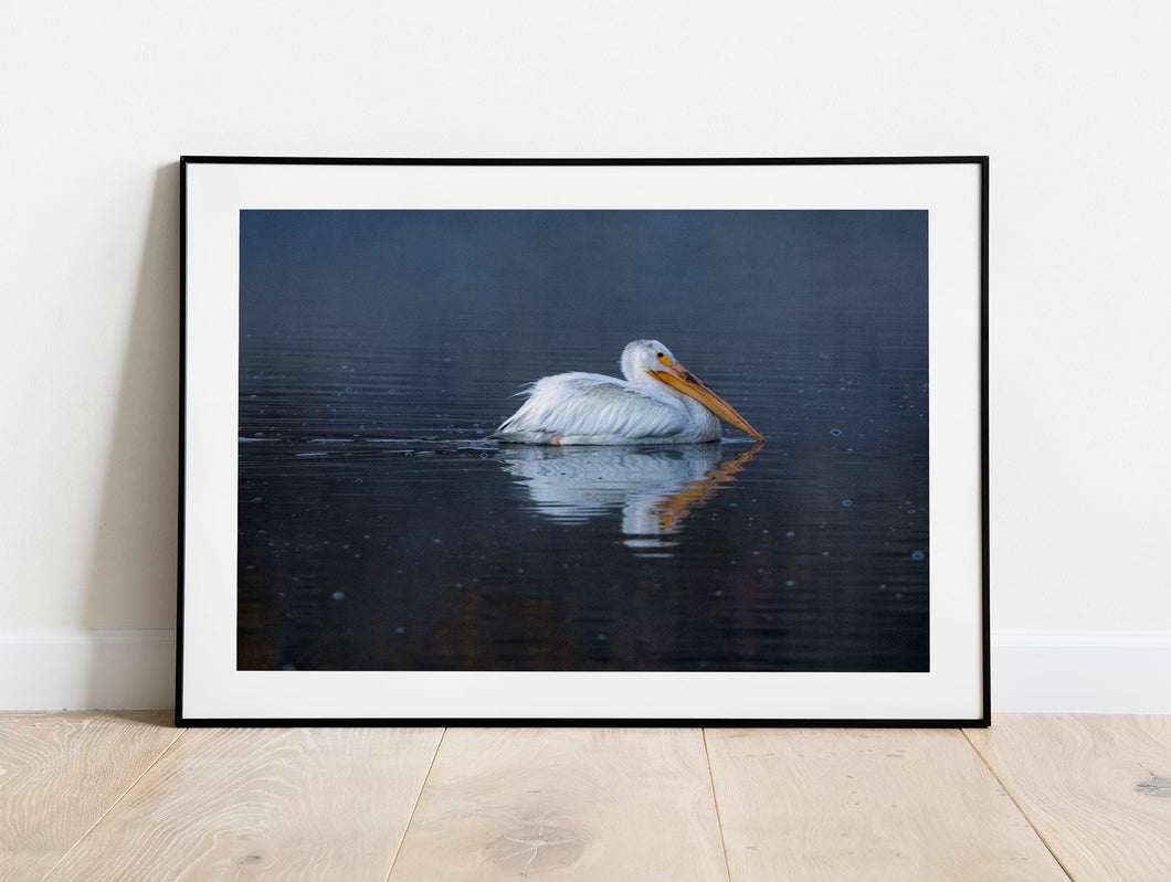Pelican Wall Art Print – Snake River Yellowstone Bird Photography | Nature Decor & Gift Idea