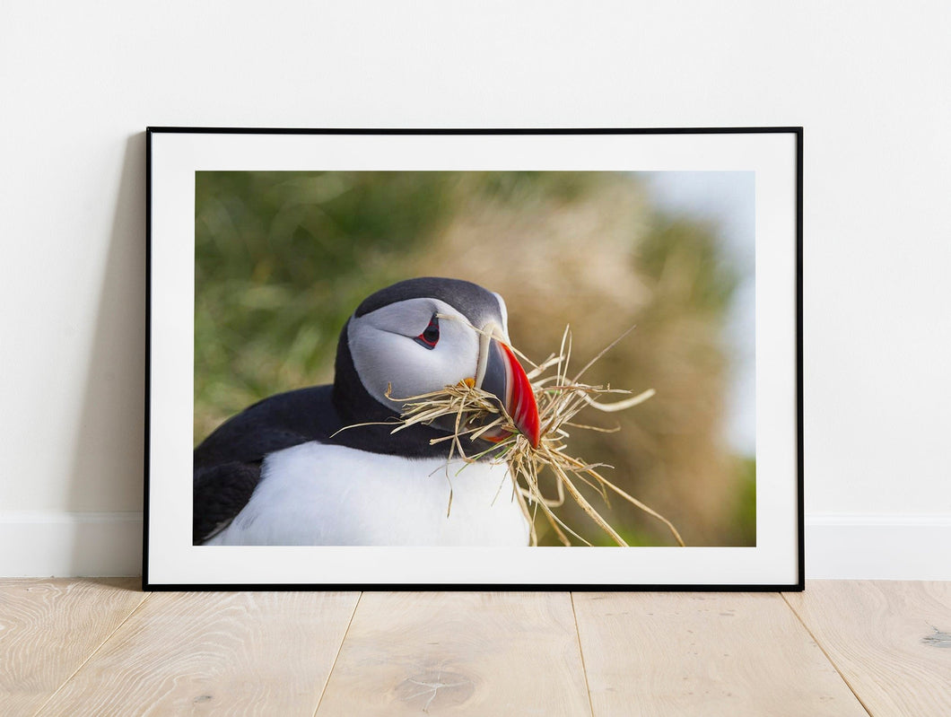Wildlife Prints of Icelands Puffins, Animal Art for Sale, Icelandic Prints and Home Decor Gifts