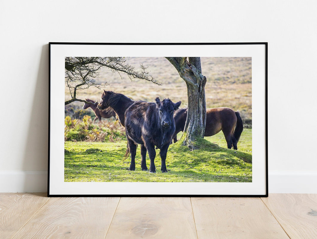 Wildlife Prints of Dartmoor Ponies and Cows | Devon Animal Photography - Home Decor Gifts