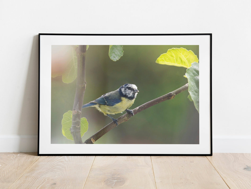 Eurasian Blue Tit Bird Print – Devon Wildlife Wall Art | Avian Nature Photography