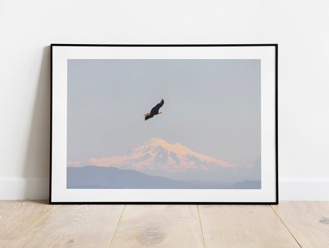 Canadian Bald Eagle Print | Mount Baker Washington wall art, Wildlife Artwork - Home Decor Gifts