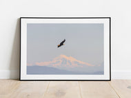 Bald Eagle Mount Baker Washington Wildlife Wall Art | Canadian Bird Photography Print