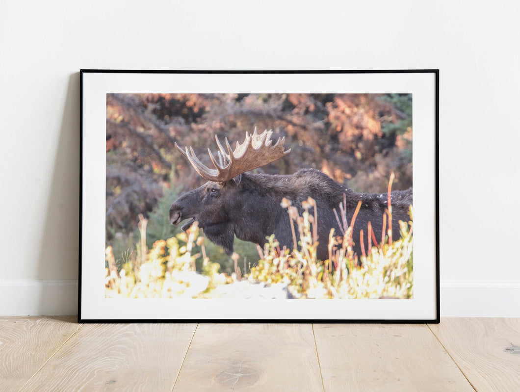 Moose Print – Moose Elk Animal Wall Art | Yellowstone National Park Wildlife Nature Decor & Gift Ideas