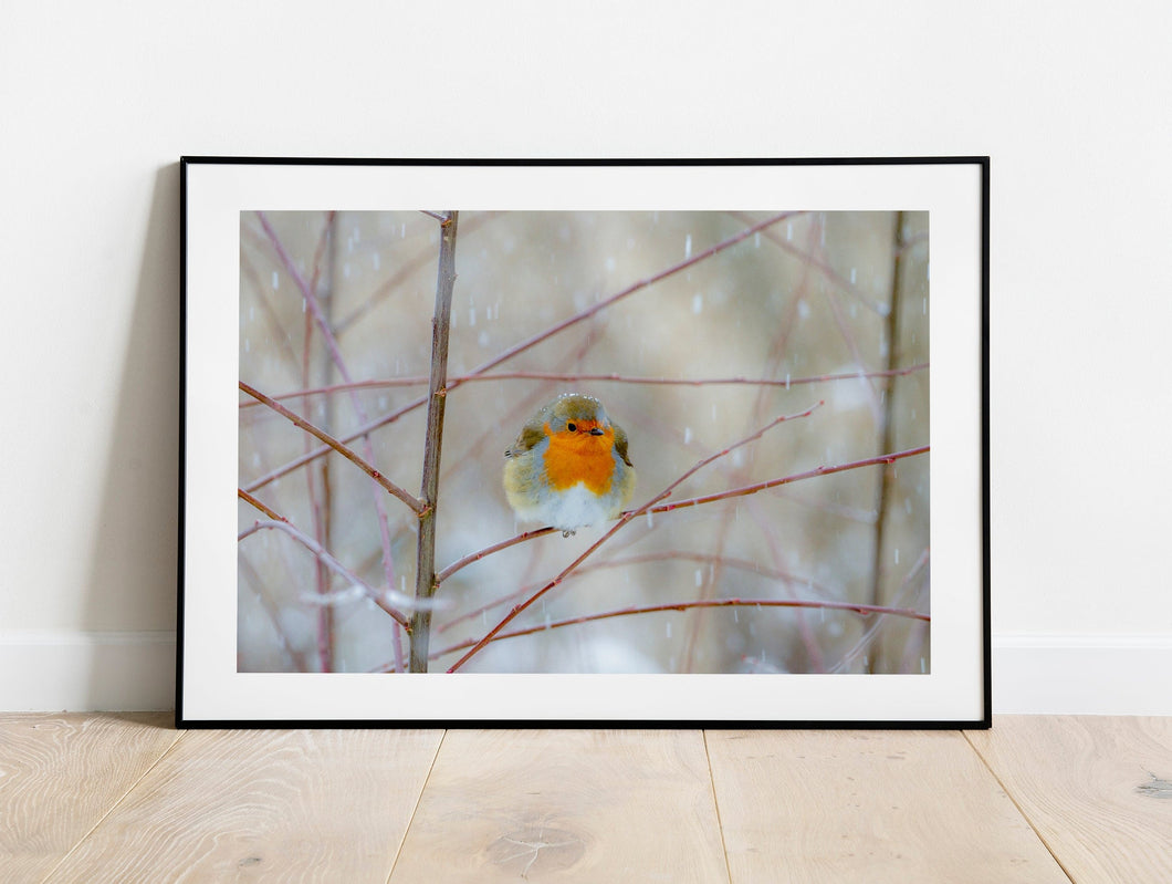 Robin Red Breast Print, Animal art for Sale - Home Decor Gifts