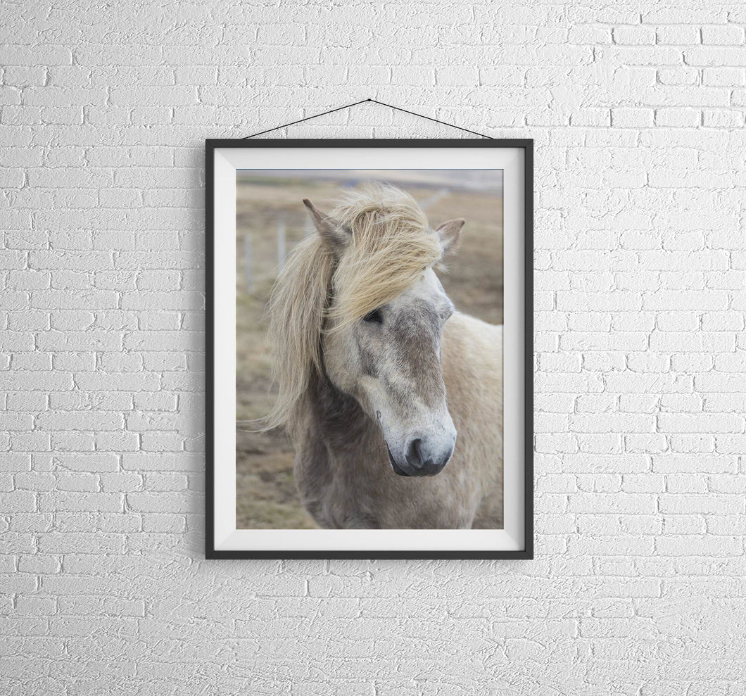 Icelandic Horse Art | Equine art for Sale and Wildlife Print Home Decor Gifts