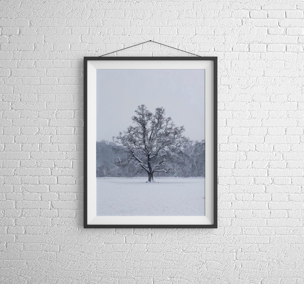 Woodland Print | Snowy Tree at Bakers Park, Newton Abbot Photography Home Decor
