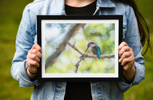 Load image into Gallery viewer, Kingfisher, River Dart Estuary, South Devon | Wildlife Bird Photography Print
