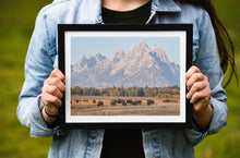Load image into Gallery viewer, Bison Herd Wall Art – Buffalo Grand Teton | Yellowstone National Park Wildlife Nature Decor &amp; Gift Ideas
