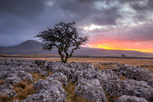 Load image into Gallery viewer, Yorkshire Dales Landscape Photography |  Twistleton Scar Photos Limestone Tree Sunset Wall Art for Sale - Home Decor Gifts

