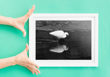 Load image into Gallery viewer, Little Egret Fine Art Print – Heron Kingsbridge Estuary Bird Photography | Nature Decor &amp; Gift Idea
