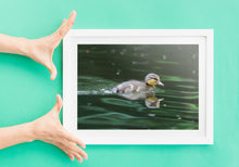 Load image into Gallery viewer, A Duckling on the River Dart | South Devon Duck Bird Nature Photography  - Home Decor Gifts Wall
