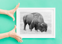 Load image into Gallery viewer, Bison Fine Art Print – Buffalo Black and White Animal Wall Art | Yellowstone National Park Wildlife Nature Decor &amp; Gift Ideas
