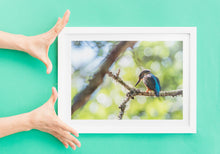 Load image into Gallery viewer, Kingfisher, River Dart Estuary, South Devon | Wildlife Bird Photography Print
