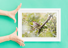 Load image into Gallery viewer, Reed Warbler Bird Prints | Wiltshire Kennet &amp; Avon Canal Nature Photography  - Home Decor Gifts Wall
