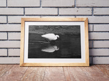 Load image into Gallery viewer, Little Egret Fine Art Print – Heron Kingsbridge Estuary Bird Photography | Nature Decor &amp; Gift Idea
